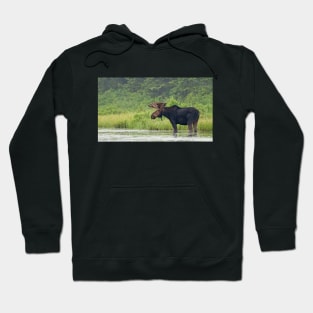 Bull Moose - Algonquin Park, Canada Hoodie